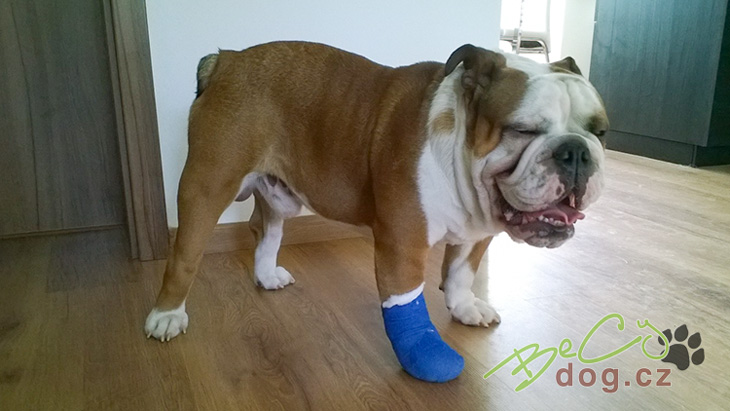 Jak vybrat veterináře/veterinární ordinaci Jak vybrat veterináře
