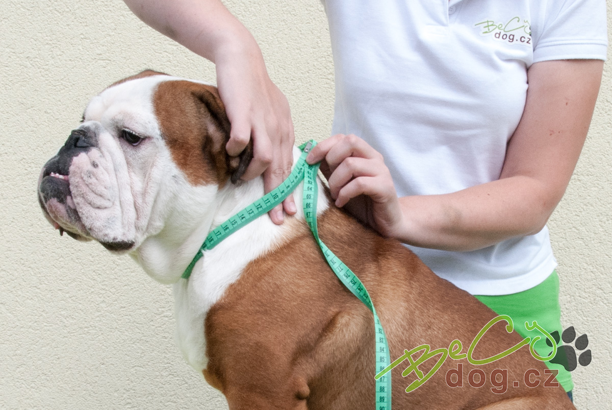 Jak změřit pejska a vybrat správný produkt - obojky dsc_0005