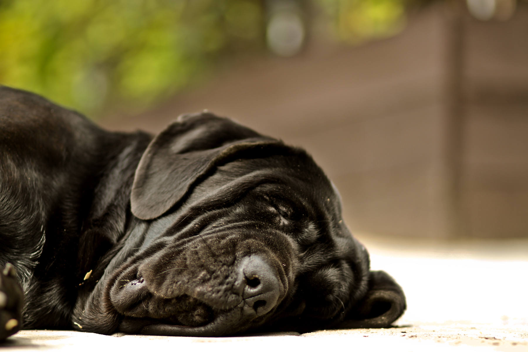 Obří psi: Dobráci s velkým srdcem, ale vlastním názorem My dog Messi sleeping.