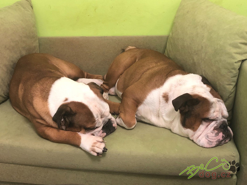 Dog friendly office aneb Když s vámi do práce chodí i pes dog