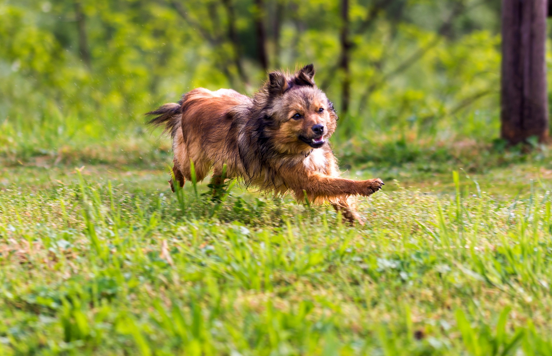 Máte doma hyperaktivního mazlíčka? Díky těmto tipům ho zaručeně unavíte dog-3598848_1920