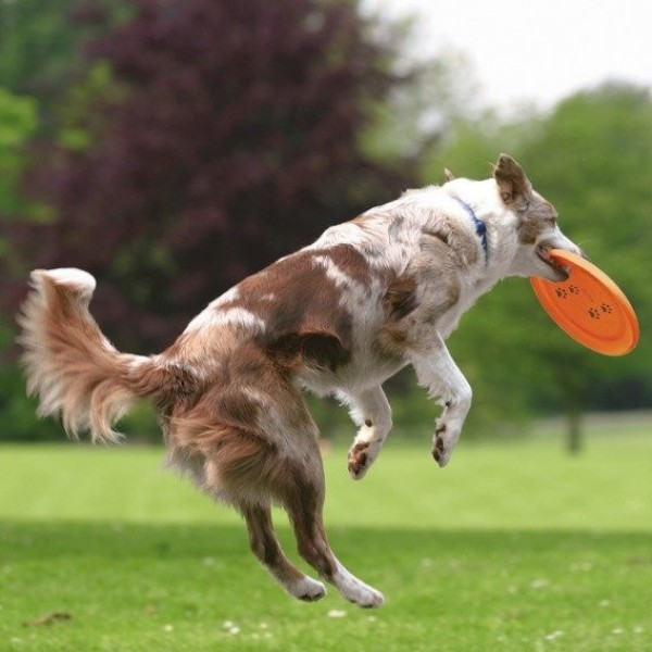 Hračka pes Létající talíř Dog Activity 23cm TR