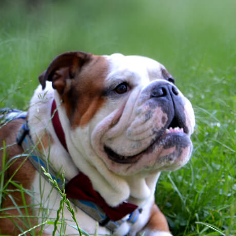Dag Sir Owen Bentley Leneyco